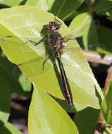 Image of American Emerald