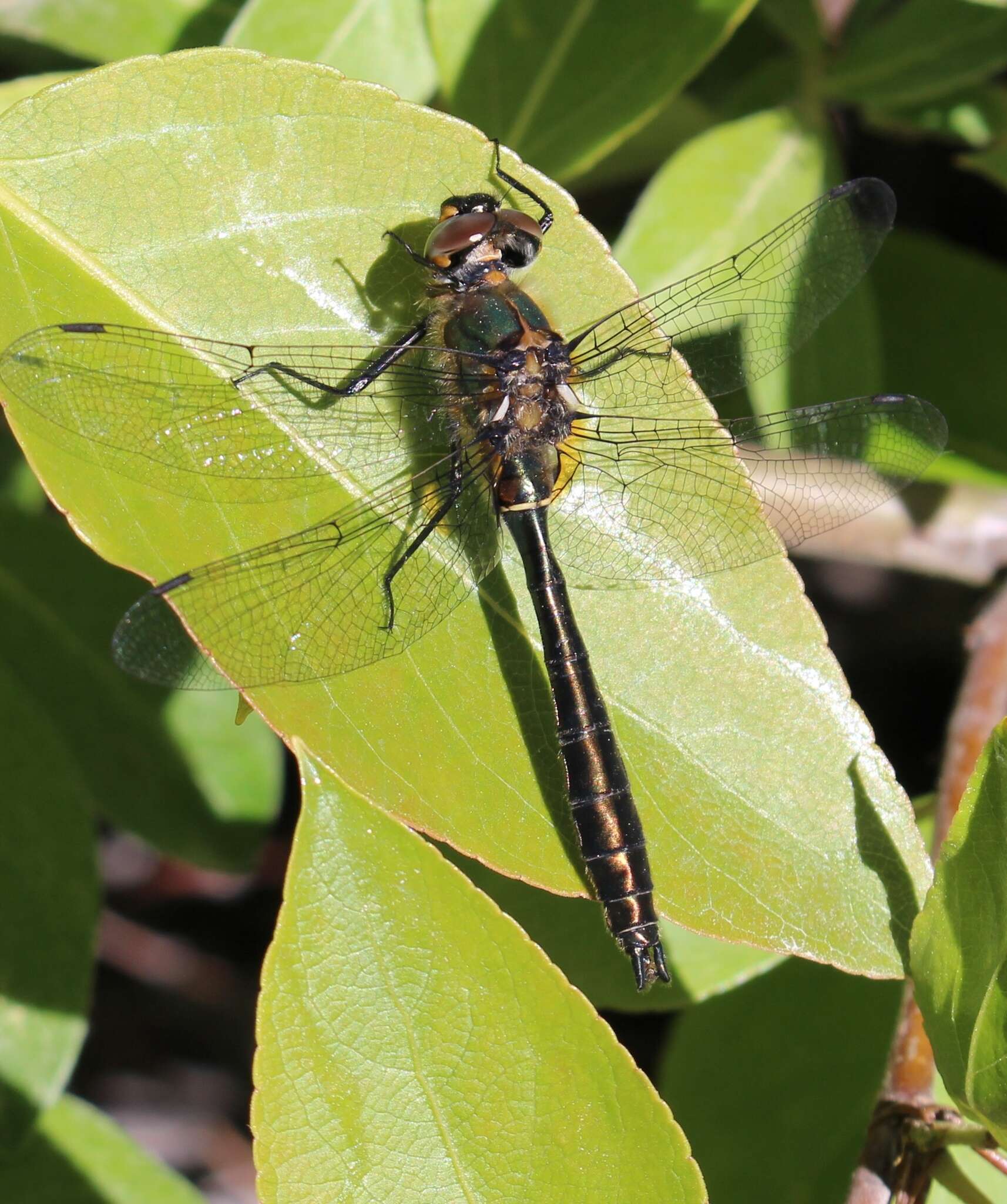 Image of American Emerald