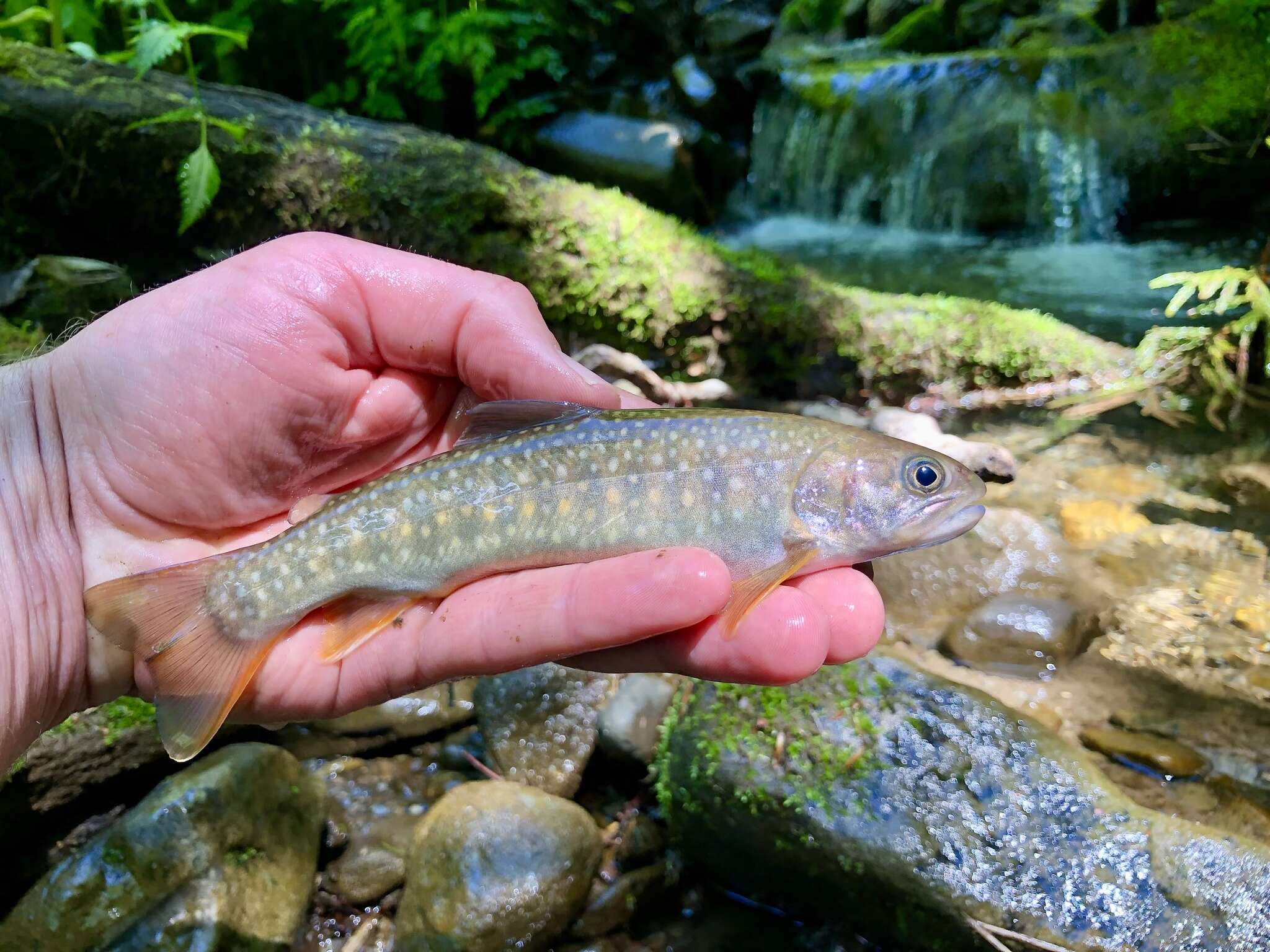 Image of East Siberian char