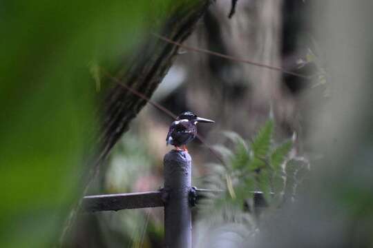 Image of Southern Silvery Kingfisher