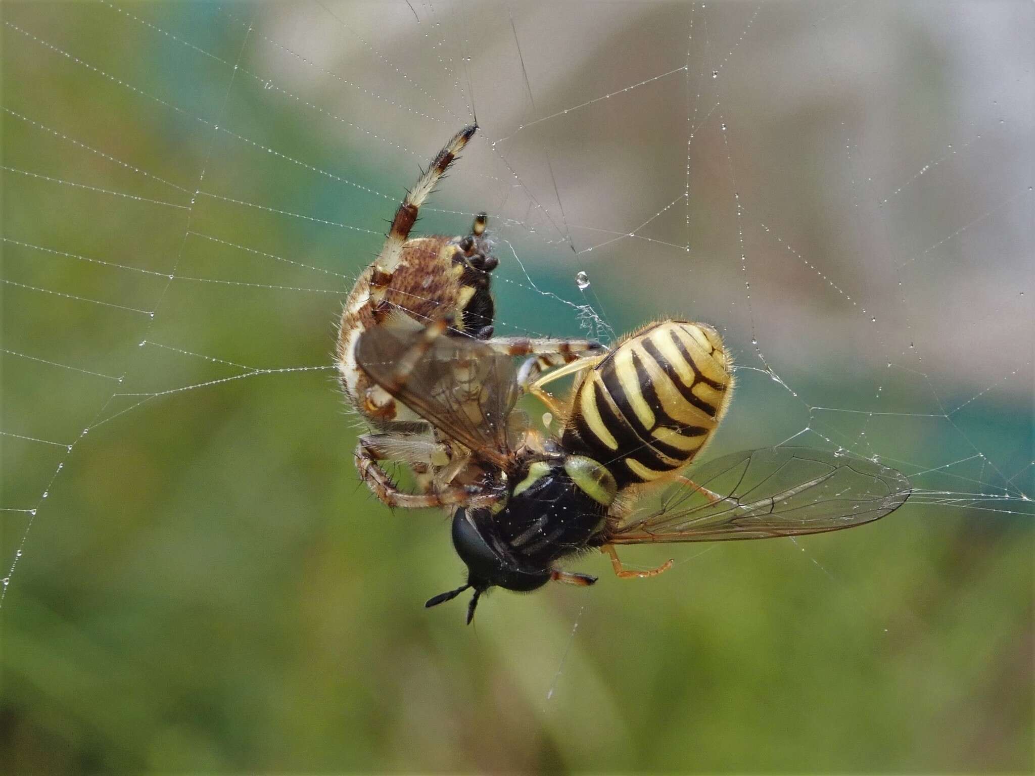 Plancia ëd Chrysotoxum arcuatum (Linnaeus 1758)