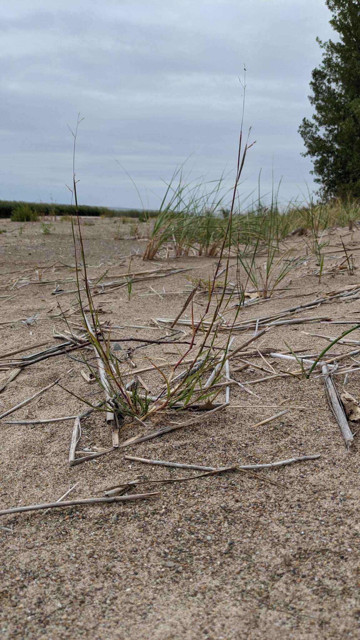 Image of purple sandgrass