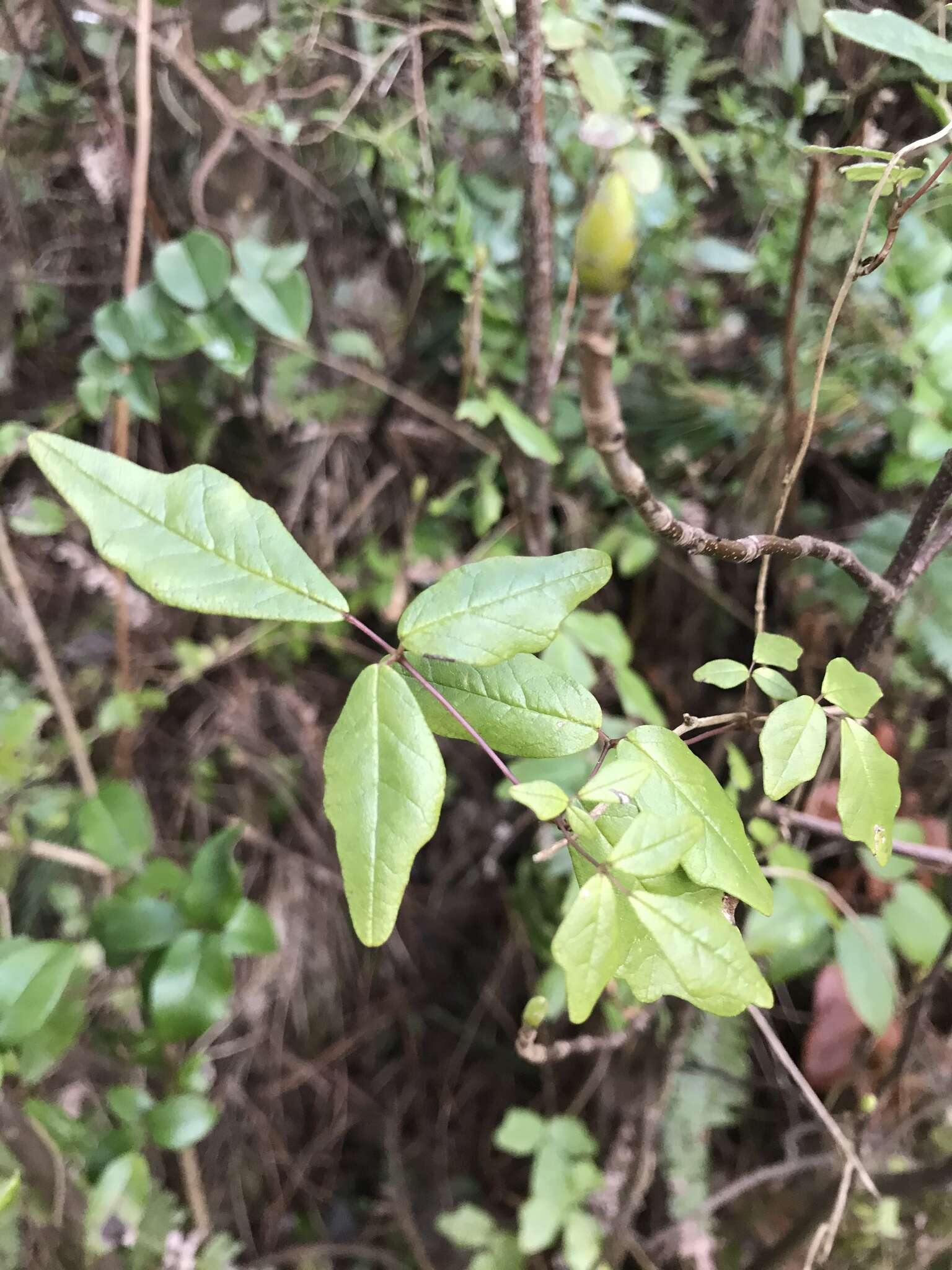 Image of Boquila trifoliolata (DC.) Decne.