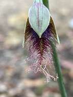 Calochilus gracillimus Rupp的圖片