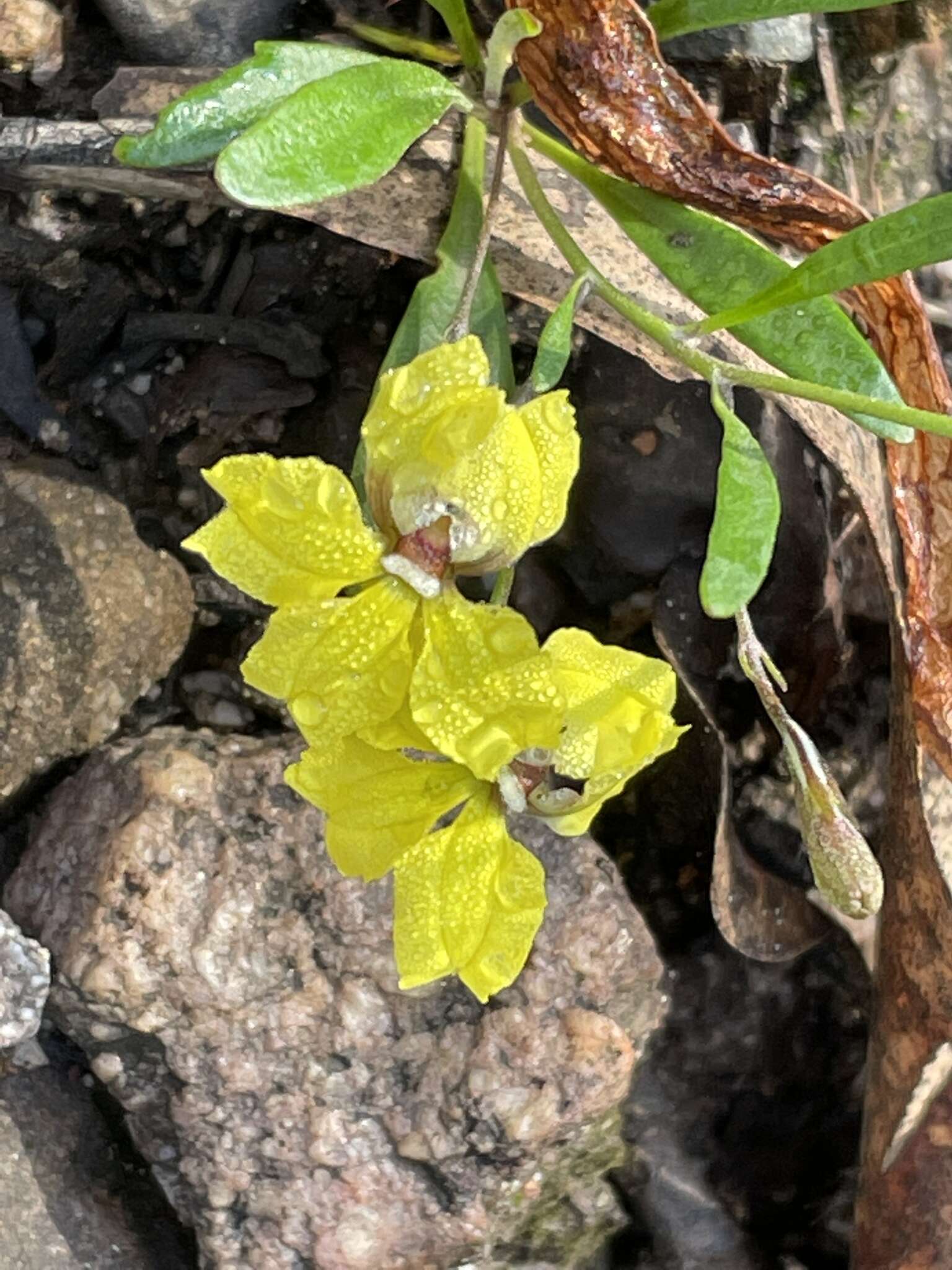 Image of Goodenia delicata R. Carolin