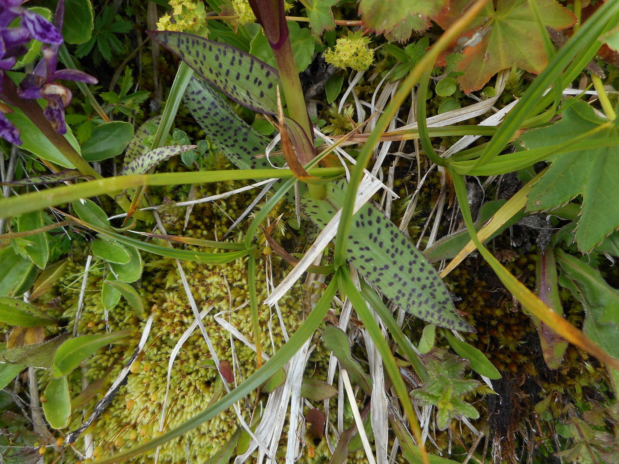 Image de Dactylorhiza alpestris (Pugsley) Aver.