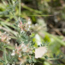 Imagem de Anthidium cingulatum Latreille 1809