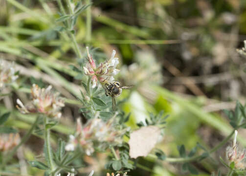 Image of Anthidium cingulatum Latreille 1809