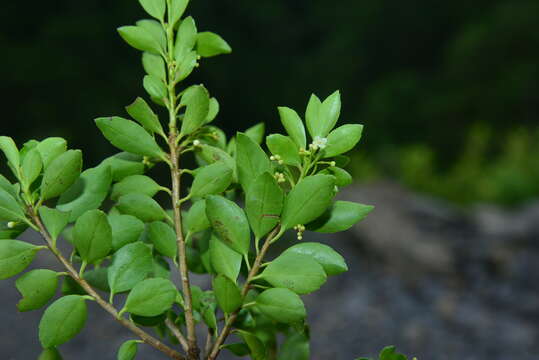 Image of Ilex yunnanensis var. parvifolia (Hayata) S. Y. Hu