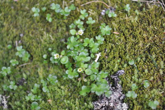 Image of weak saxifrage