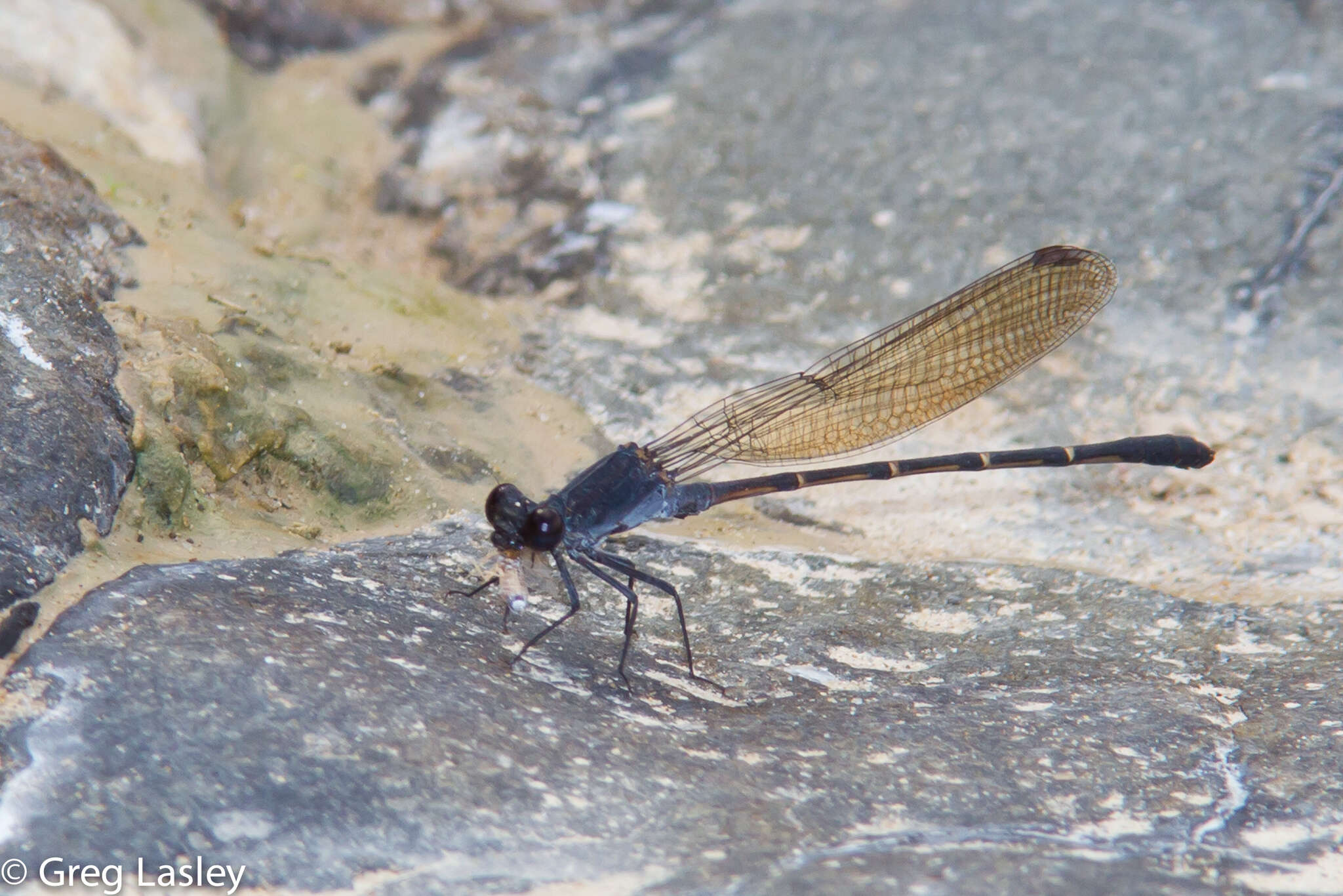 Image of Sooty Dancer