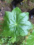 Image de Podophyllum pleianthum Hance