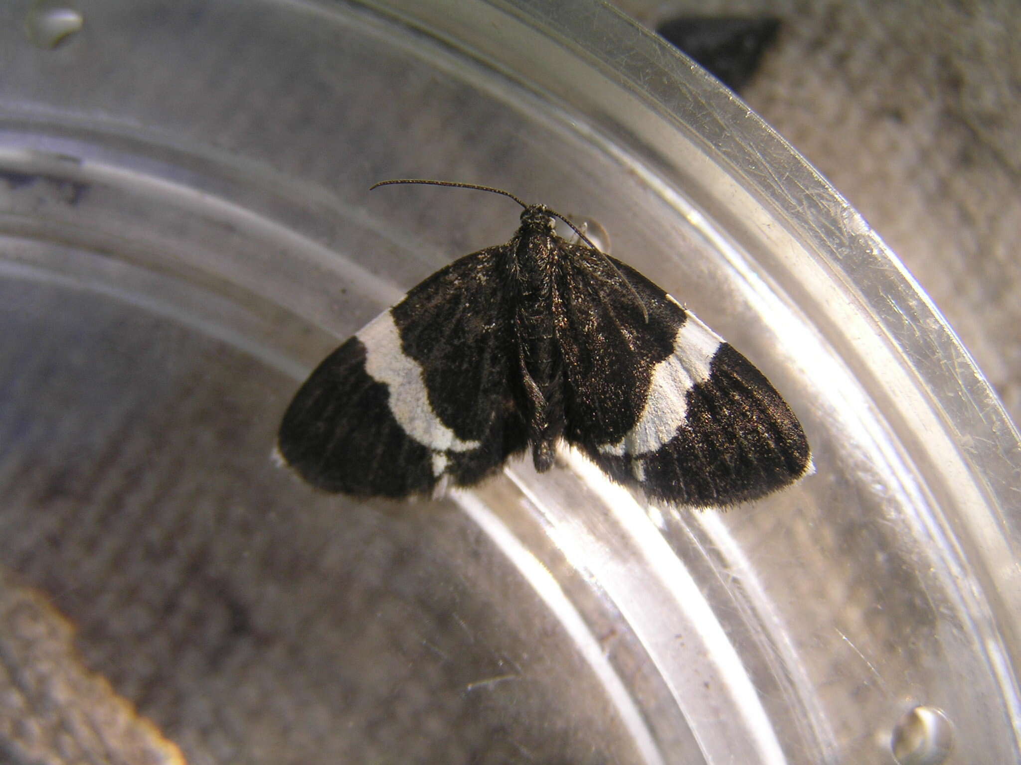 Image of White-striped Black