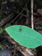 Image of Parasitoid wasp