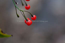 صورة Solanum pittosporifolium Hemsl.