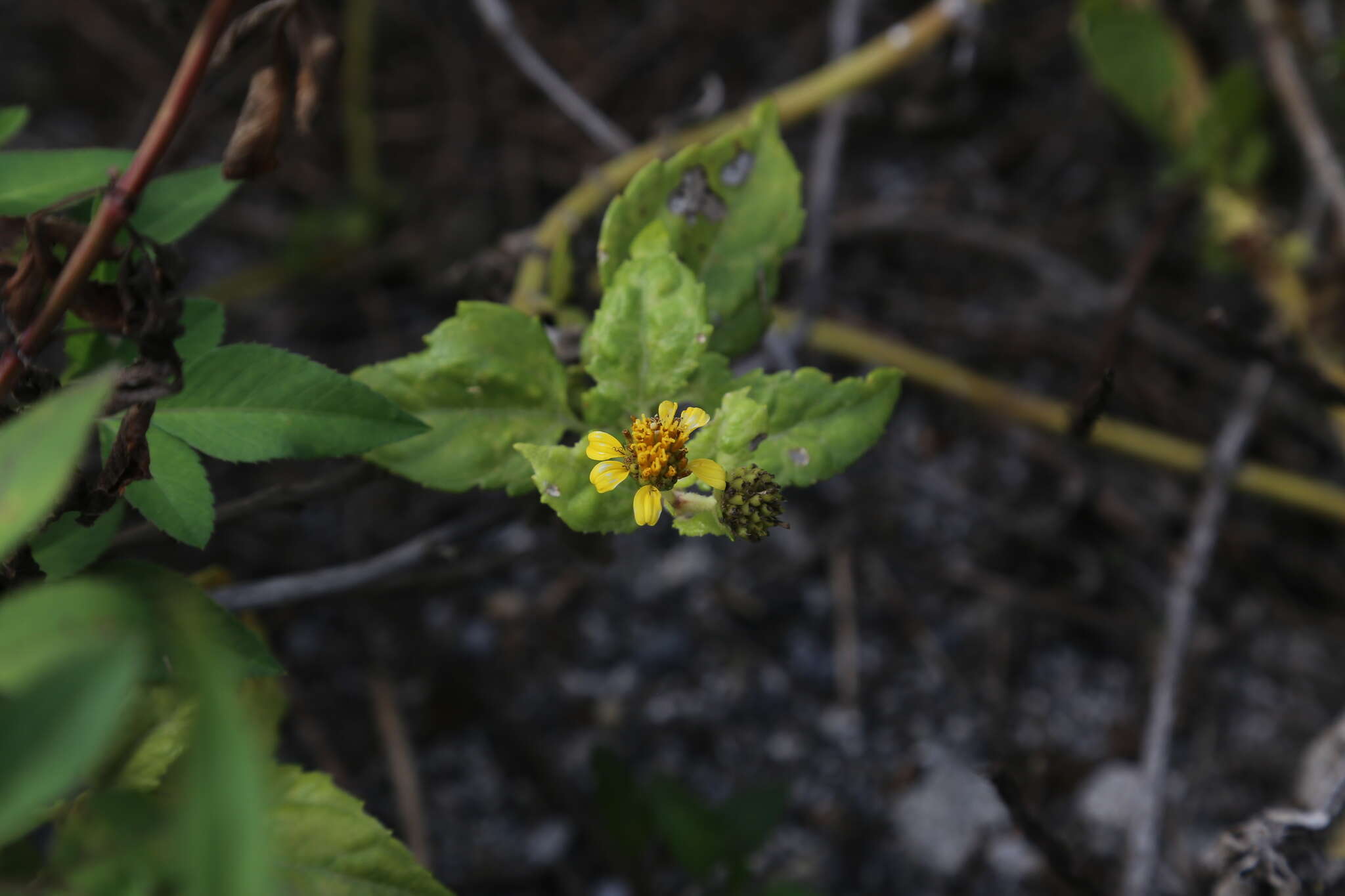 Image of Melanthera robusta (Makino) K. Ohashi & H. Ohashi