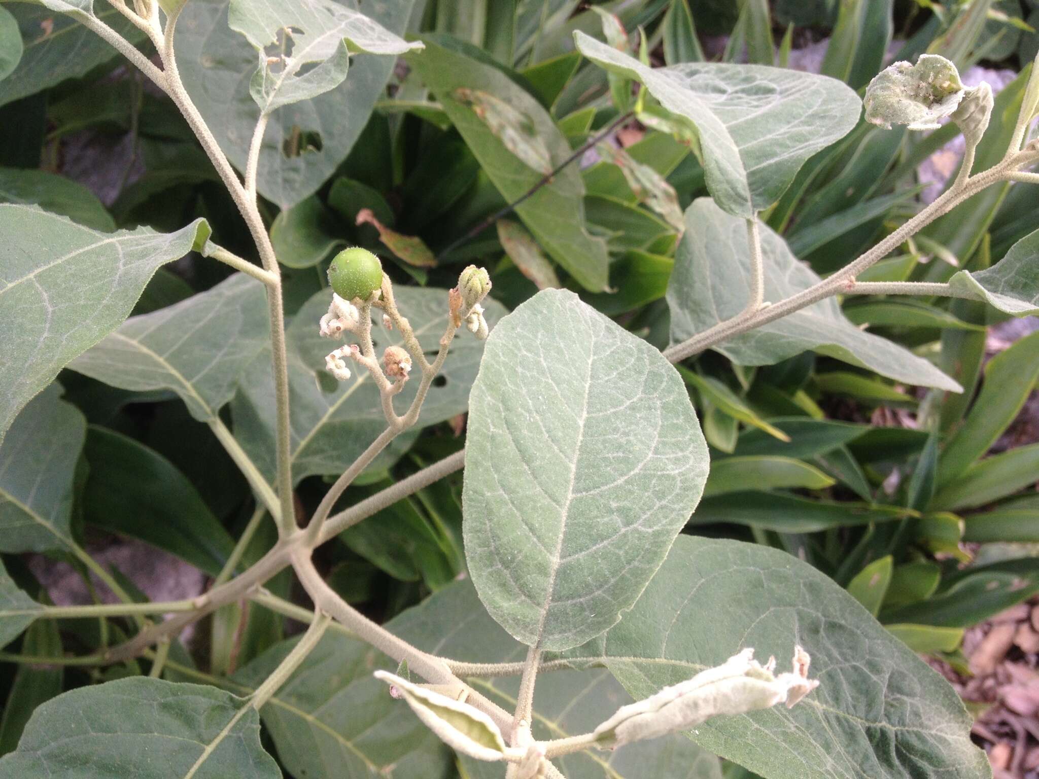 Image of potatotree