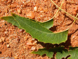 Image of Neobeguea mahafaliensis J. F. Leroy