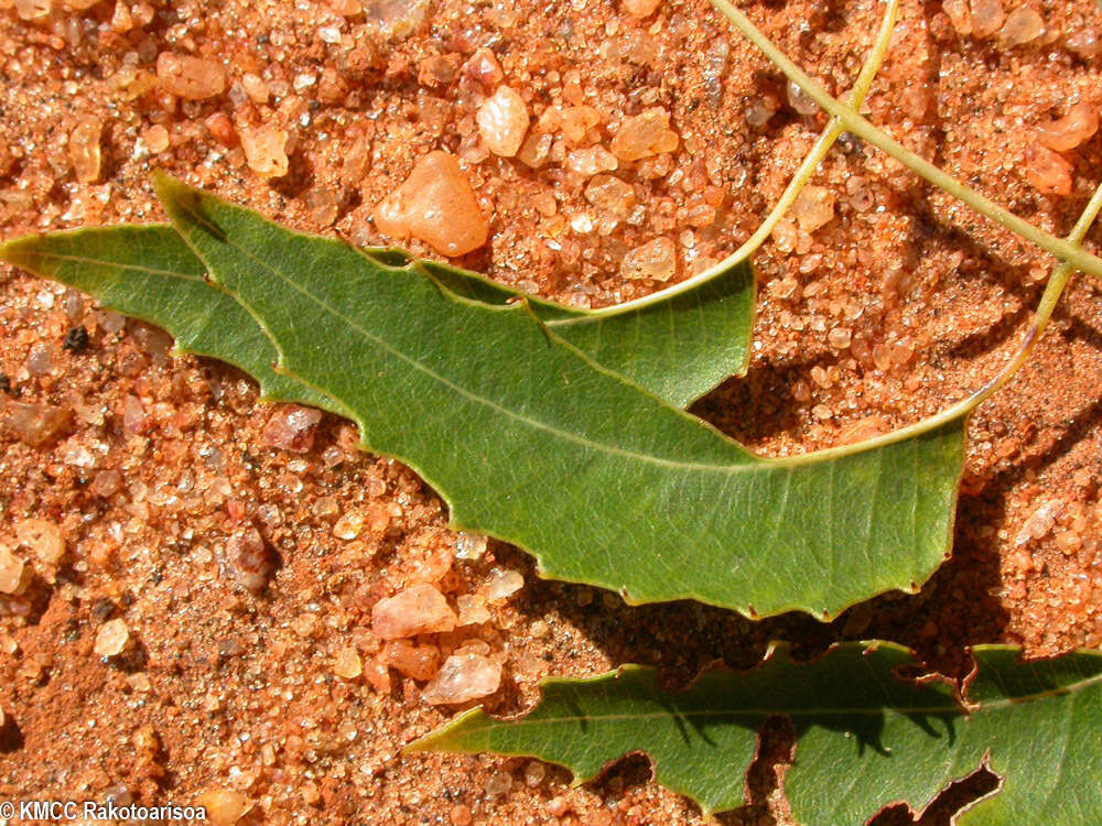 Image of Neobeguea mahafaliensis J. F. Leroy