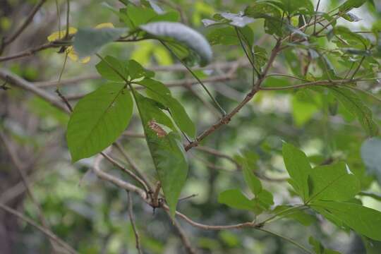 Image of Vitex pinnata L.