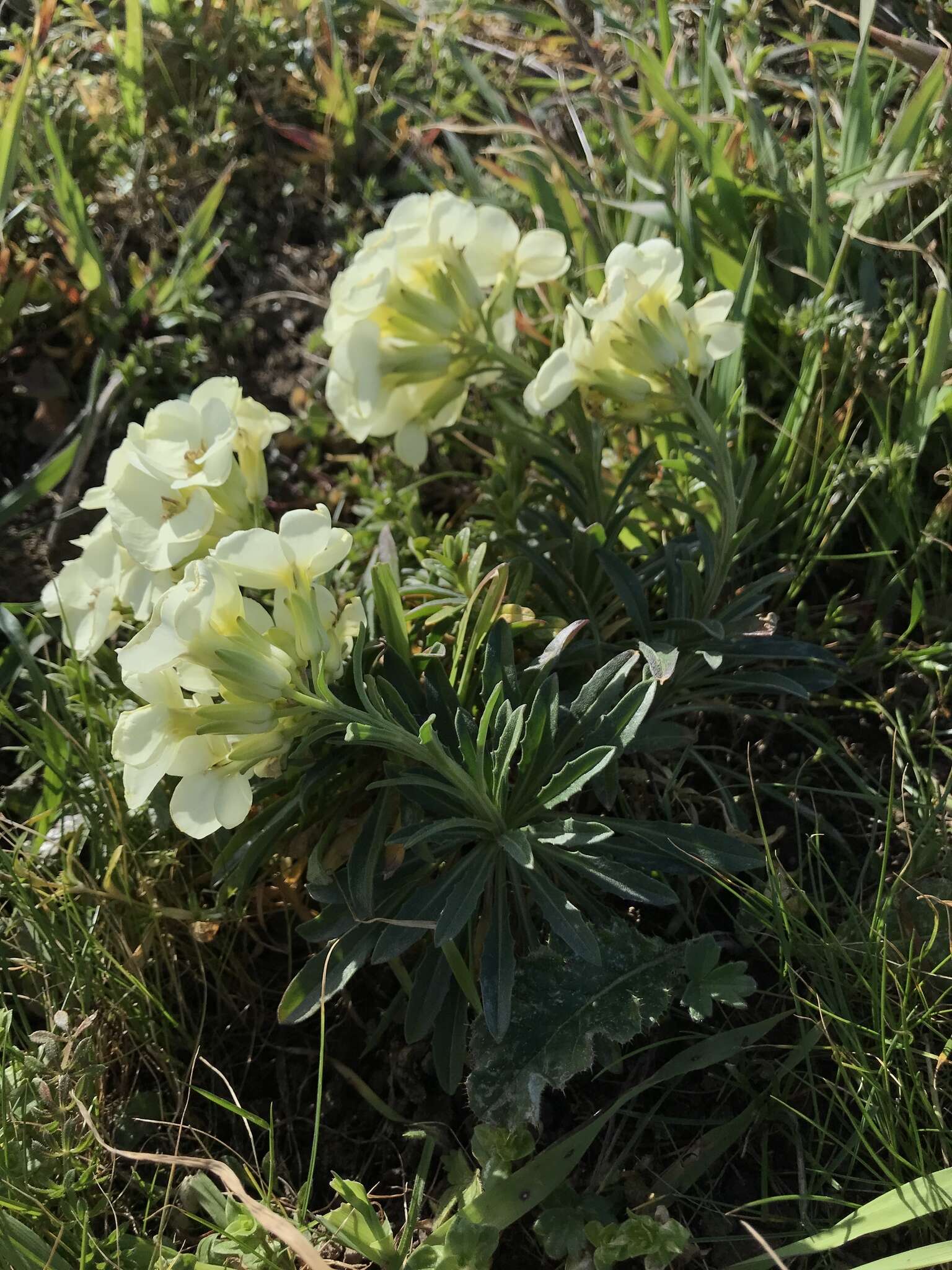 Image of Erysimum concinnum Eastw.