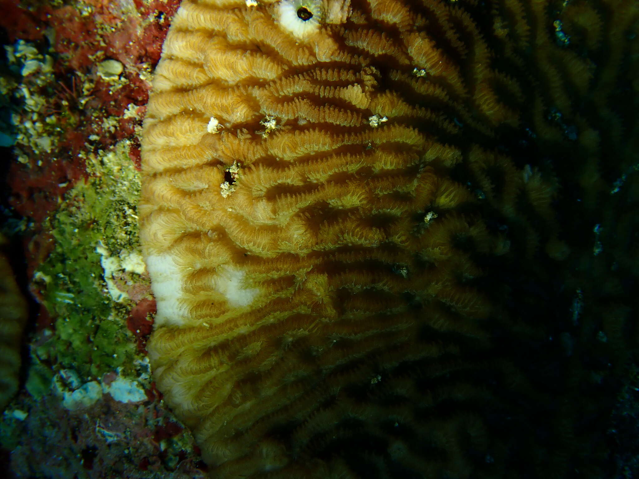 Image of crispy crust coral