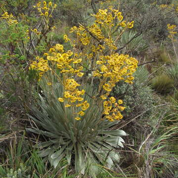 Image of Espeletia boyacensis Cuatrec.