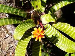 Image of Guzmania musaica (Linden & André) Mez