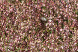 Image of Rumex induratus Boiss. & Reuter