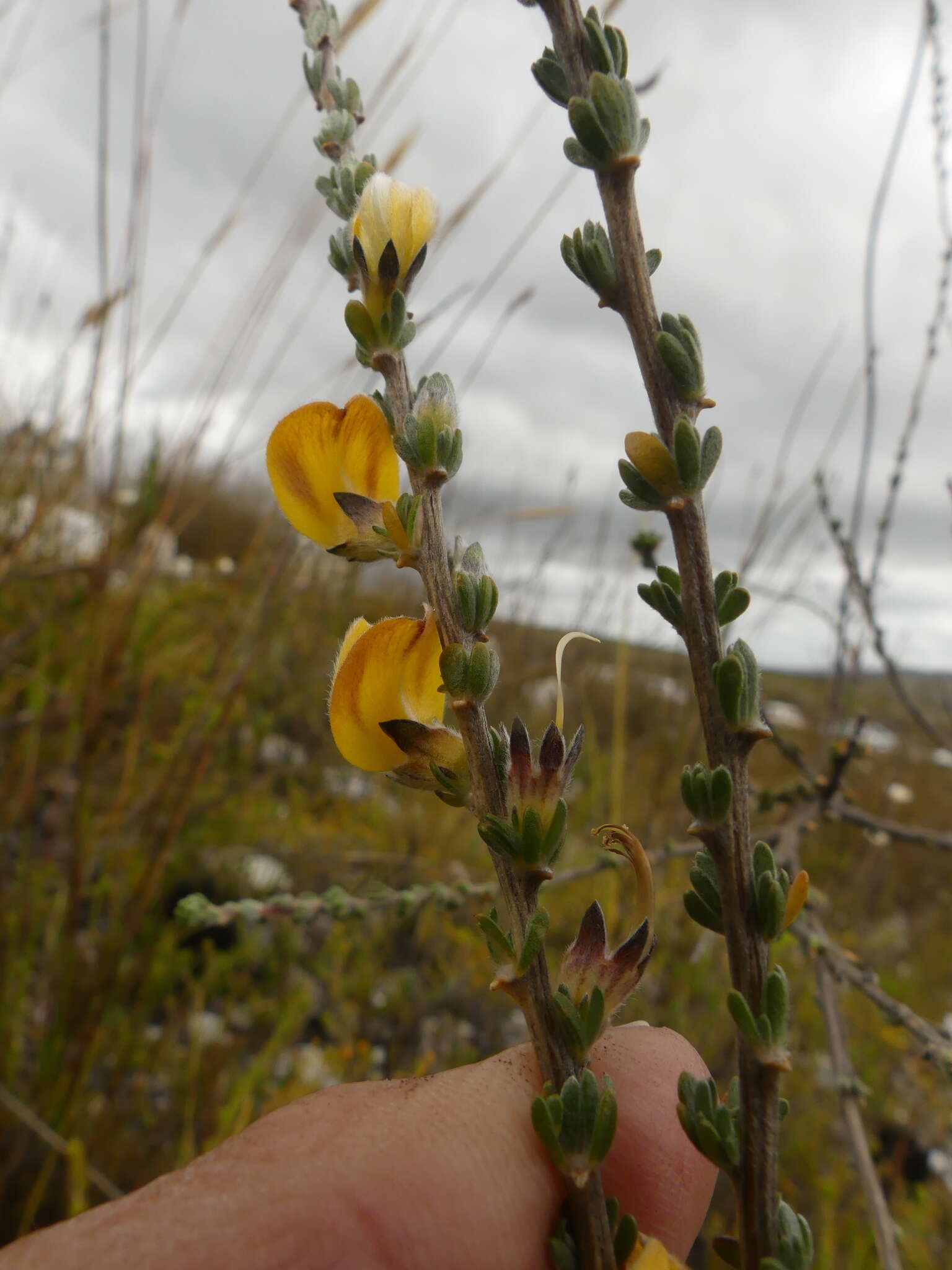 Imagem de Aspalathus oblongifolia R. Dahlgren