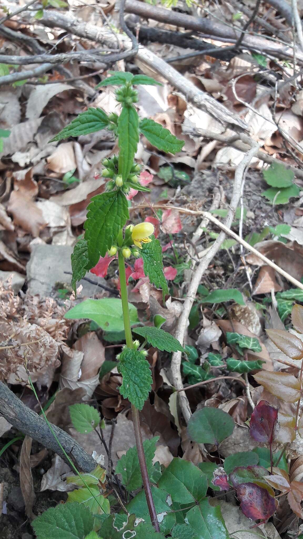 Imagem de Lamium galeobdolon (L.) L.