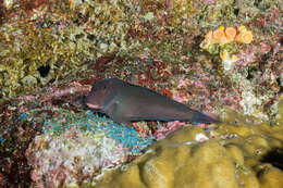 Image of Large-banded Blenny