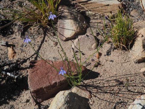 Image of Lobelia capillifolia (C. Presl) A. DC.