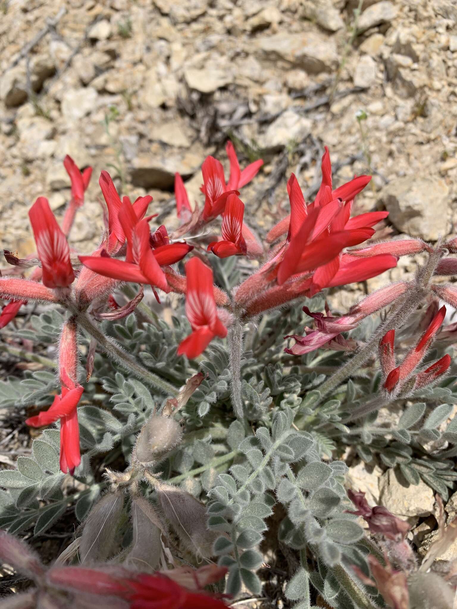 Image of scarlet milkvetch