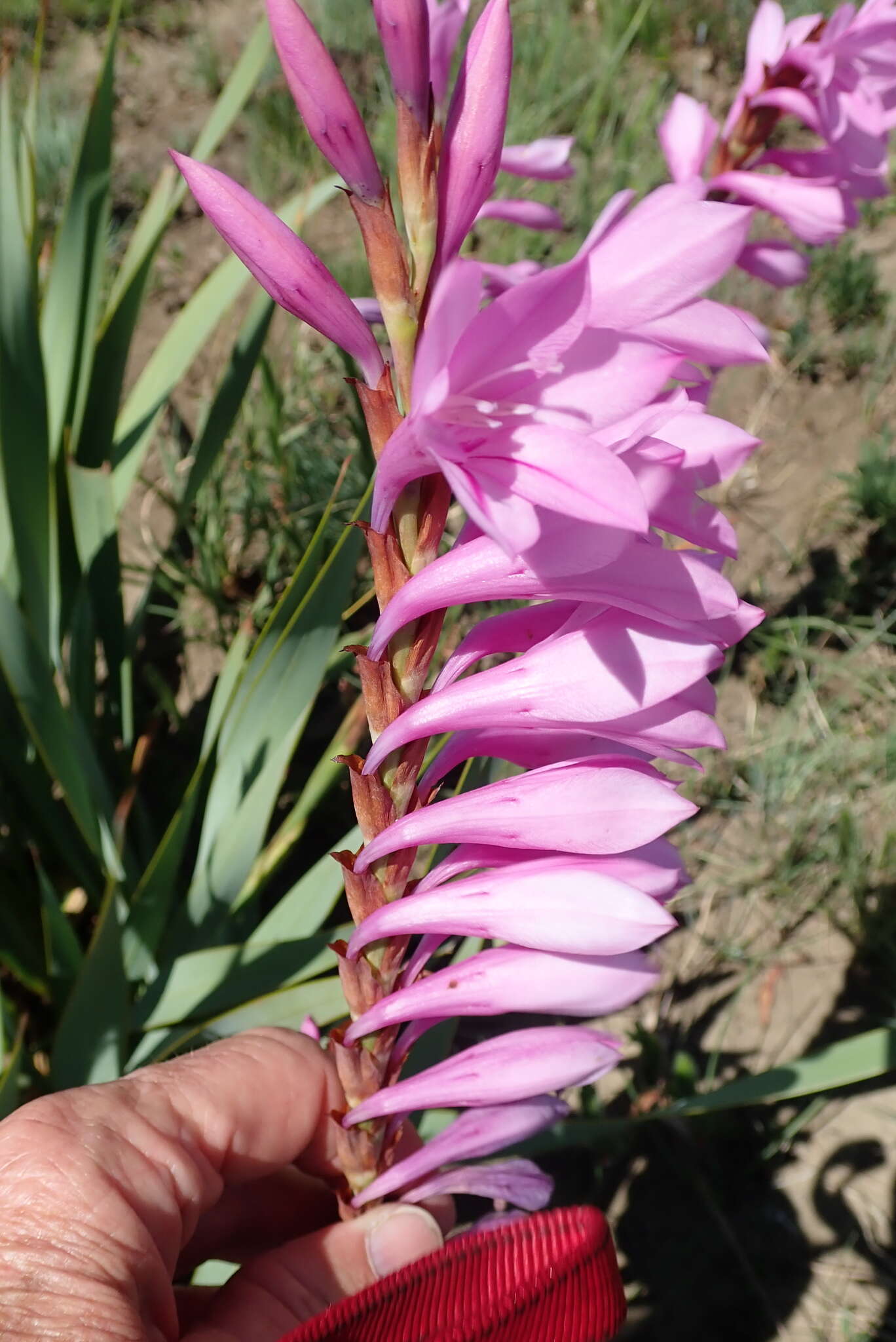 Image of Watsonia lepida N. E. Br.