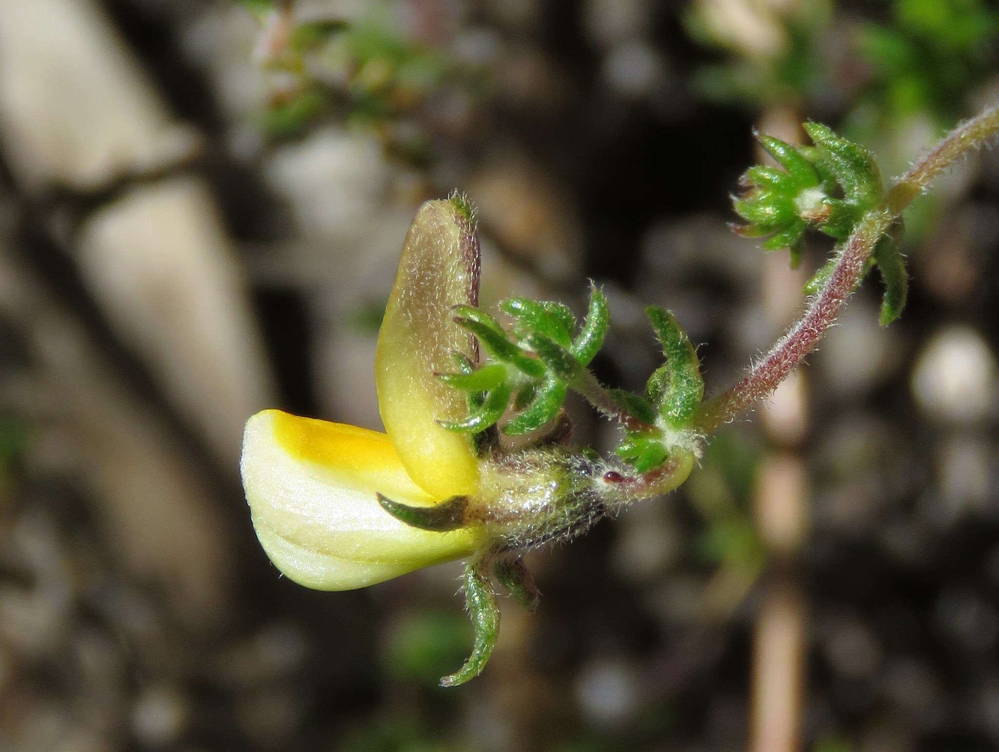 Image of Aspalathus retroflexa subsp. retroflexa