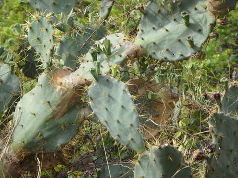 Image of Erect Prickly Pear