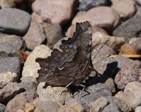 Sivun Polygonia gracilis Grote & Robinson 1867 kuva