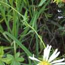 Image of Symphyotrichum trilineatum (Sch. Bip. ex Klatt) G. L. Nesom