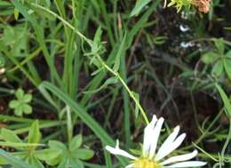 Image de Symphyotrichum trilineatum (Sch. Bip. ex Klatt) G. L. Nesom