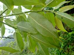 Image of Salix kusanoi (Hayata) C. K. Schneid.