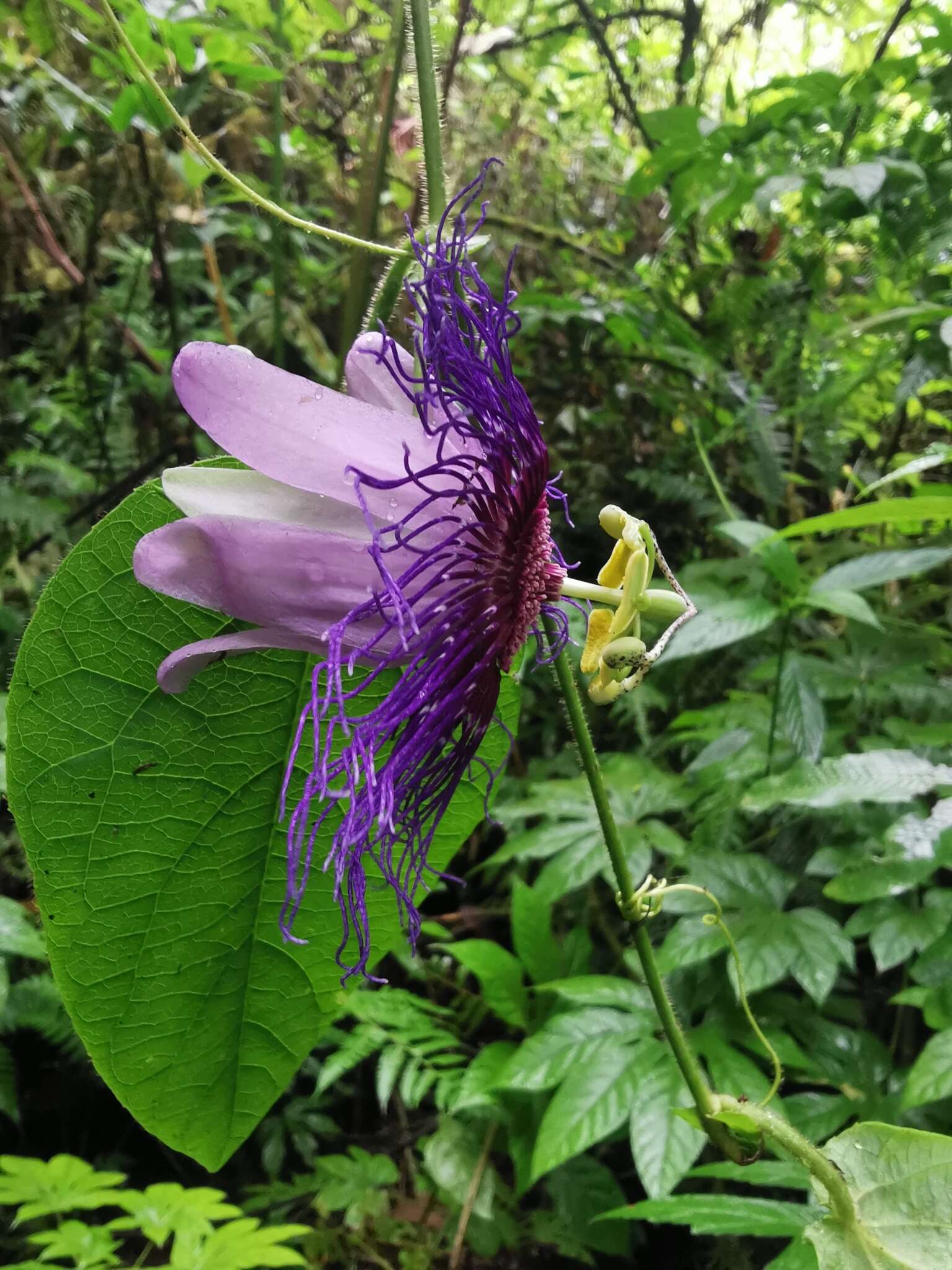 Imagem de Passiflora crassifolia Killip