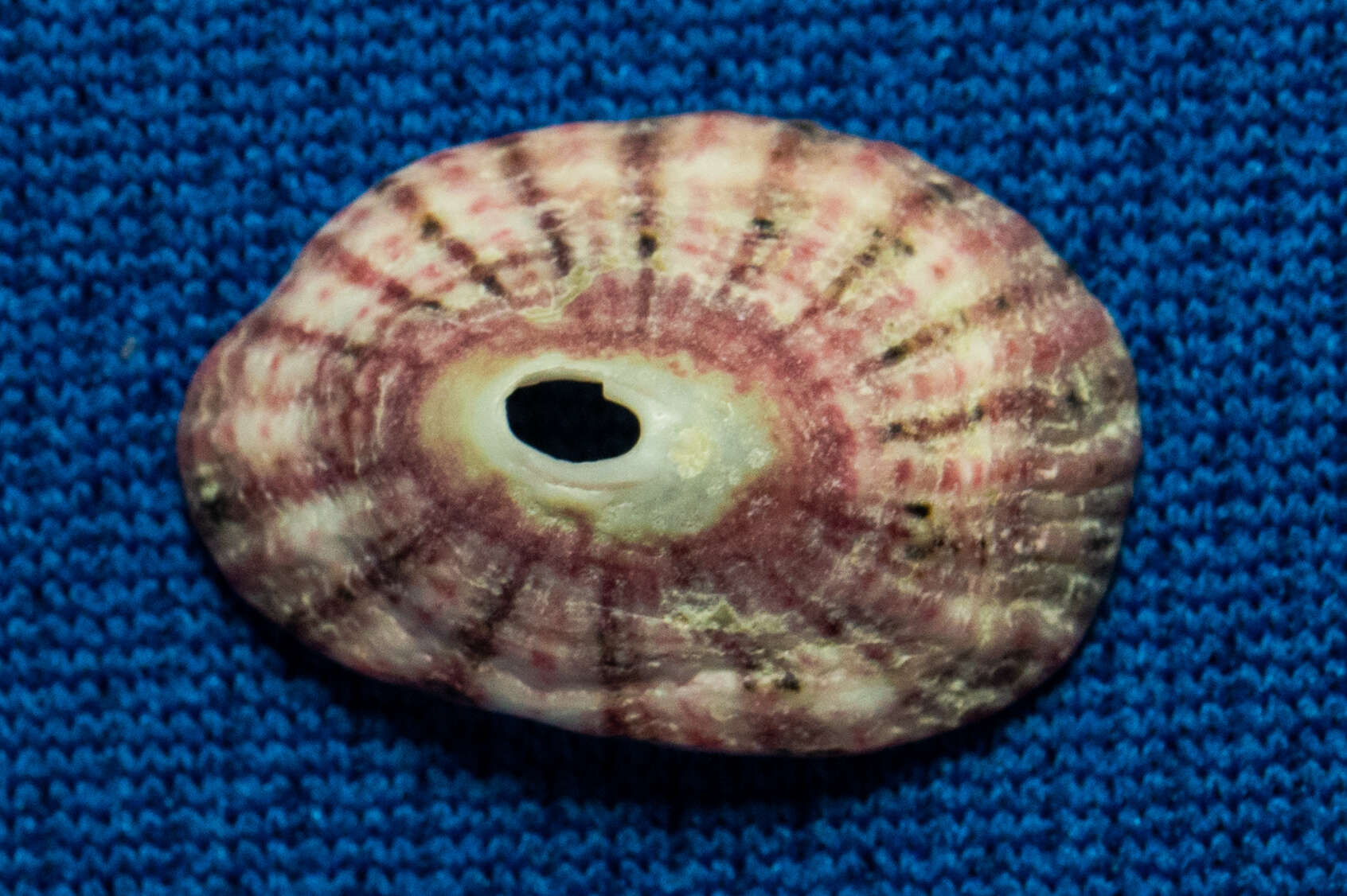 Image of volcano keyhole limpet