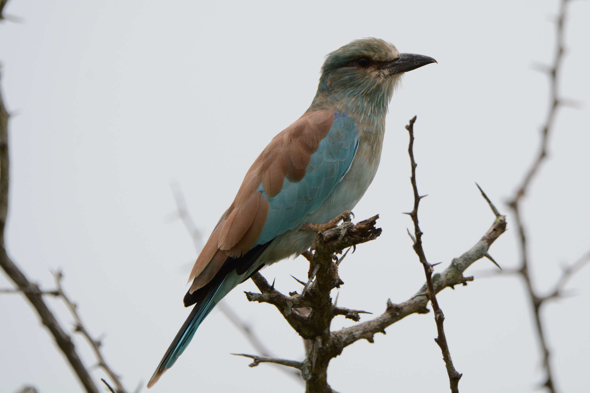 Image of Coracias garrulus garrulus Linnaeus 1758