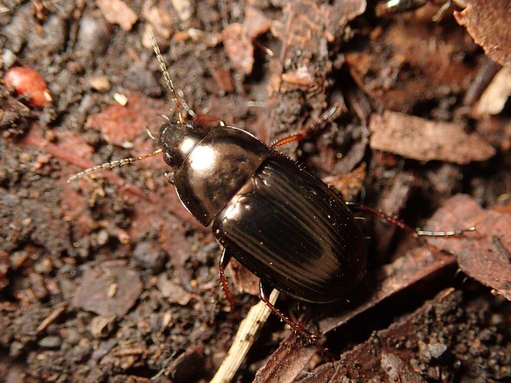 Image of Amara (Amara) congrua A. Morawitz 1862