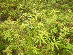 Image of Rusty Labrador-Tea