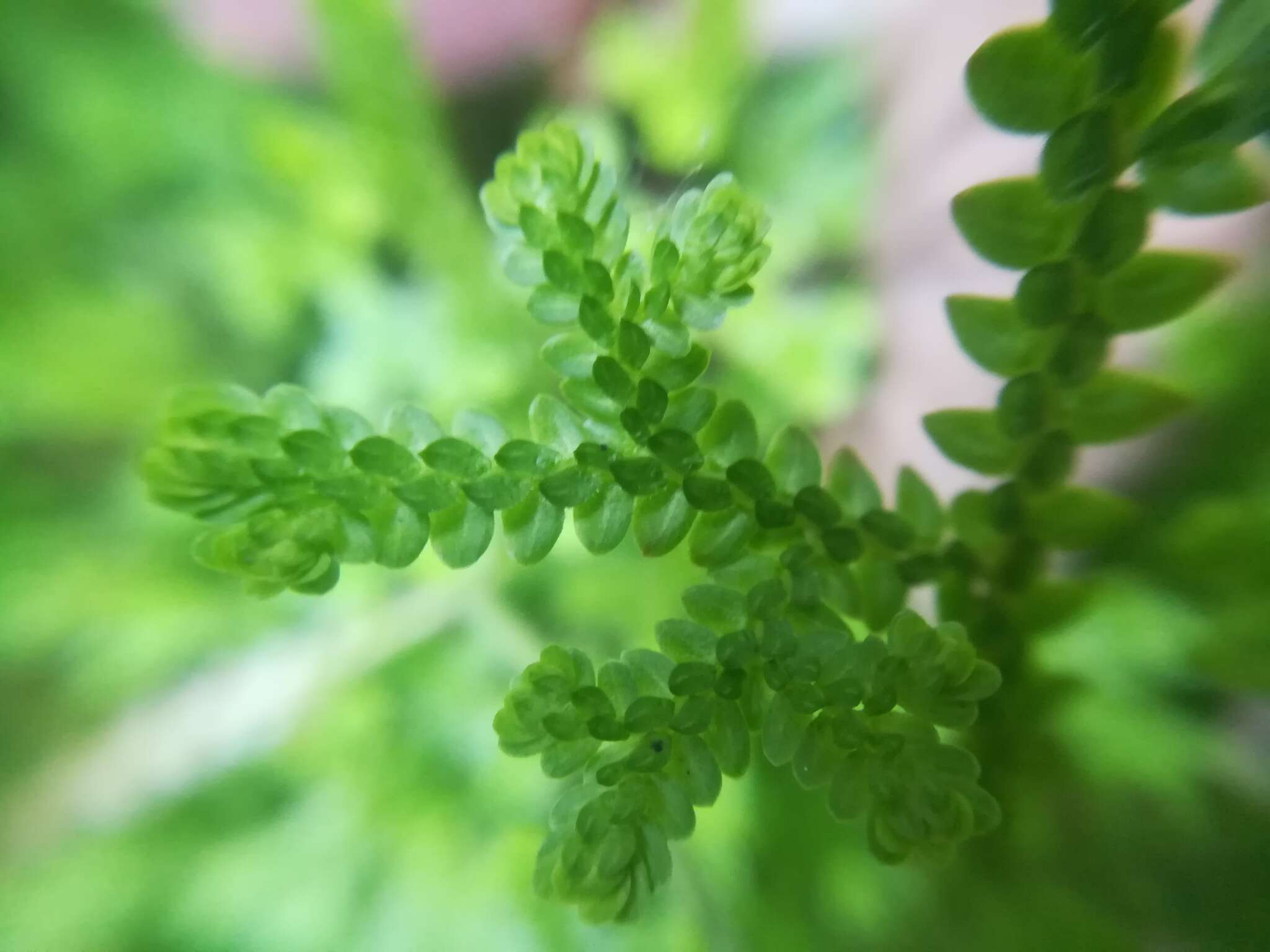 Image of Selaginella delicatissima Linden