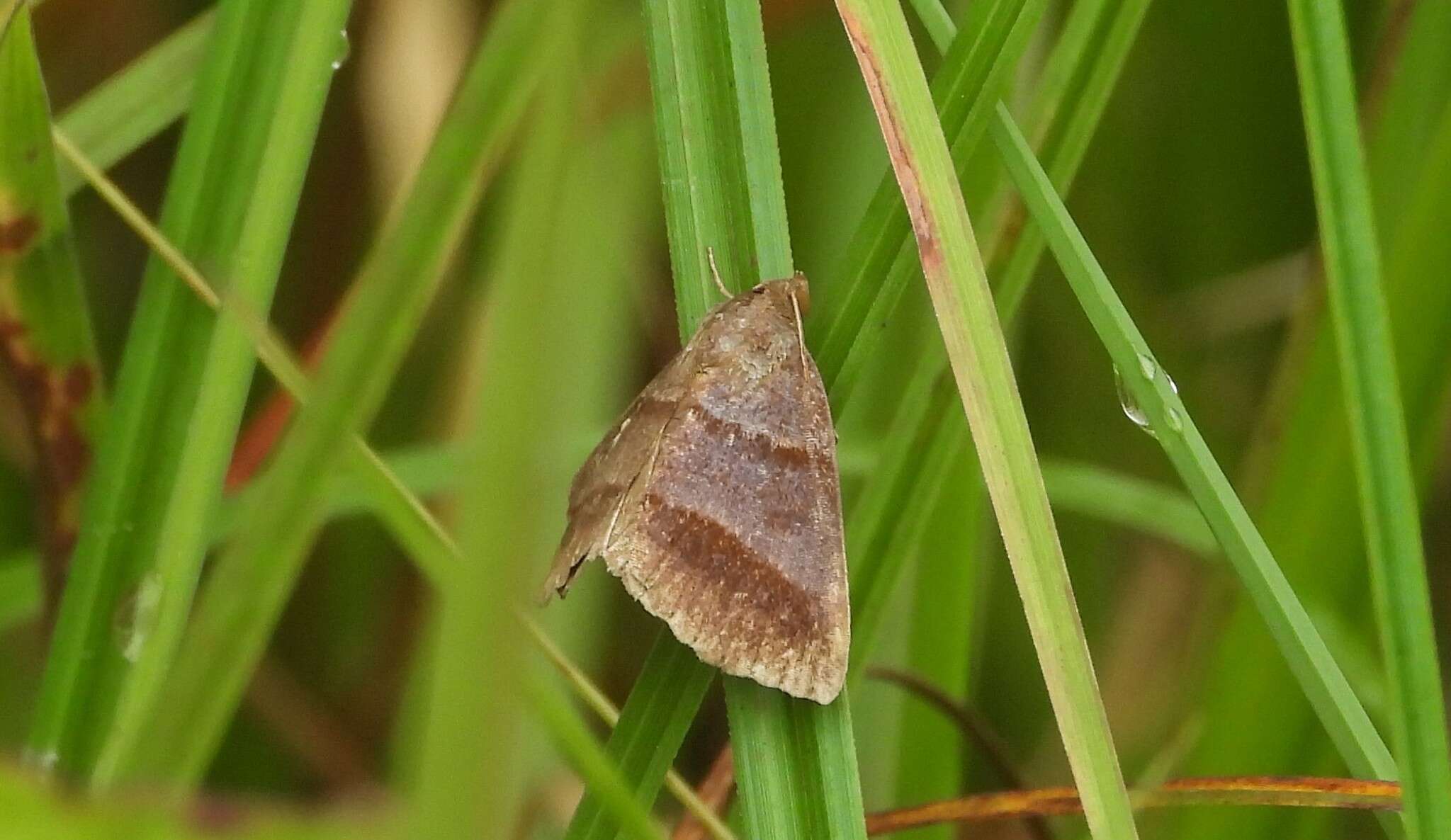 Imagem de Argyrostrotis sylvarum Guenée 1852