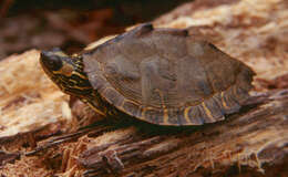 Image of Escambia Map Turtle