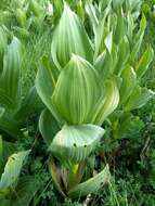 Image de Veratrum californicum var. californicum